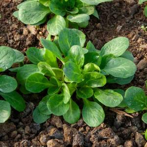 Mâche Verte de Cambrai